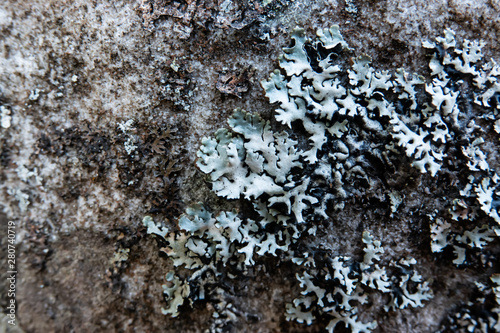 Hooded Tube Lichen Growing on Rock in Springtime photo