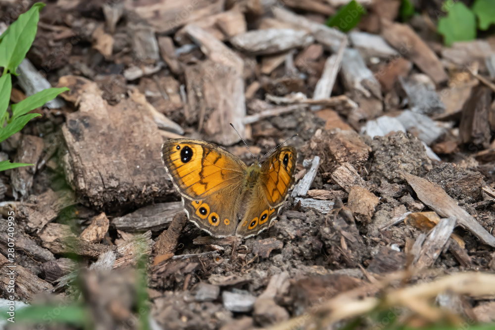 Large Wall Brown Butterfly in Springtime Large Wall Brown Butterfly in Springtime