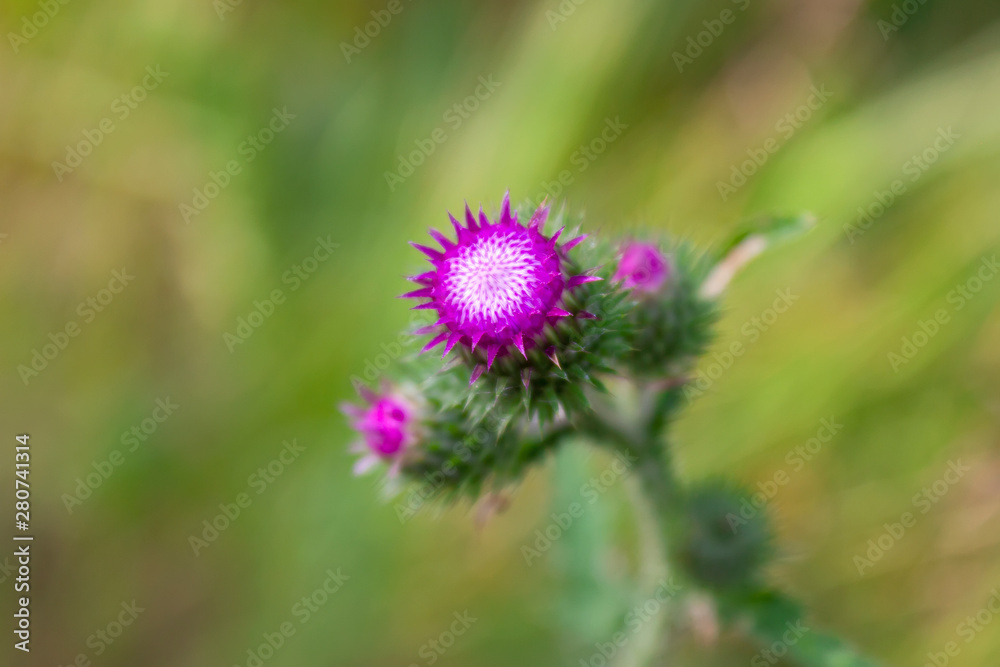 Flower burdock on a blurred background close-up. Bright flower burdock on a blurred background close-up. Flower burdock on a blurred background close-up. Bright flower burdock on a blurred background close-up.