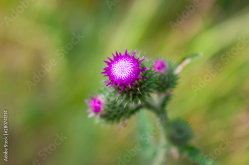 Flower burdock on a blurred background close-up. Bright flower burdock on a blurred background close-up.