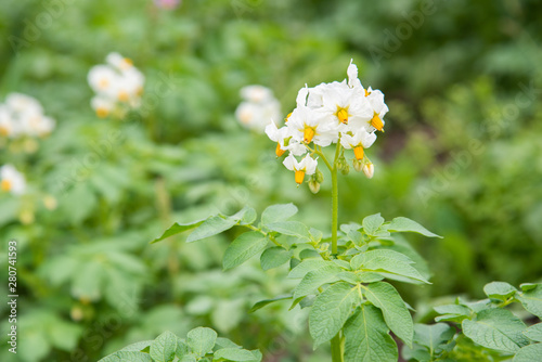 Potato flowers on a potato field.