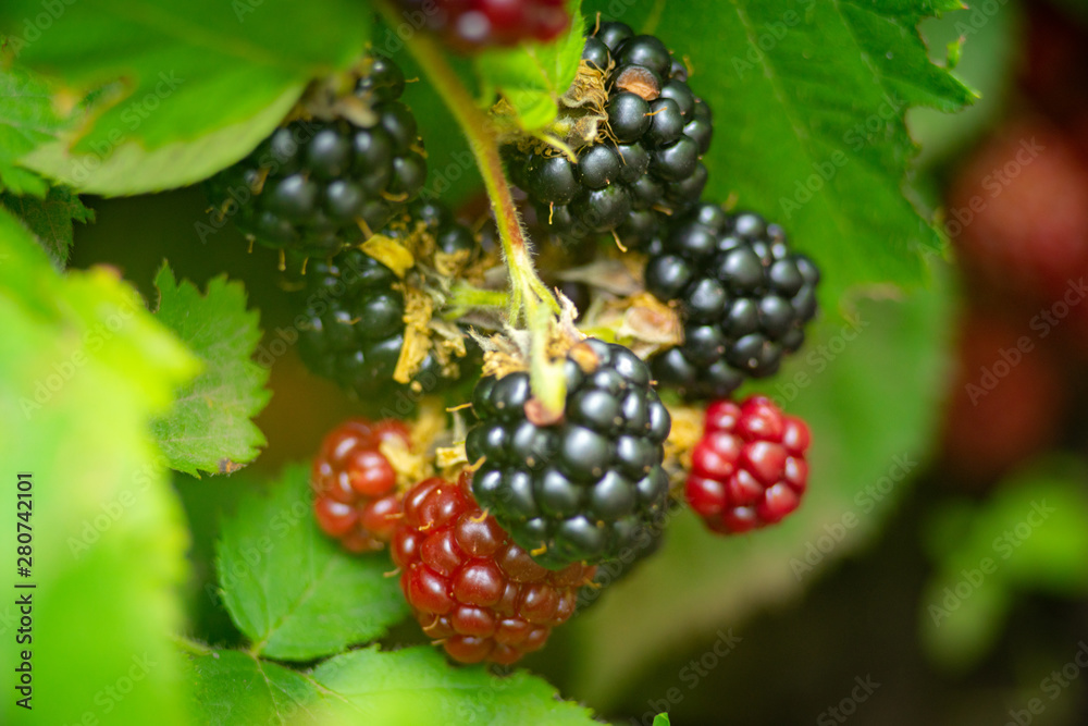 growing blackberry on green branch with leaves and defocused background growing blackberry on green branch with leaves and defocused background