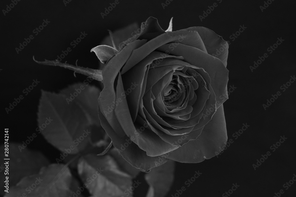 薔薇 モノクロ 白黒 黒バック バラ モノクロ 白黒 Stock Photo Adobe Stock