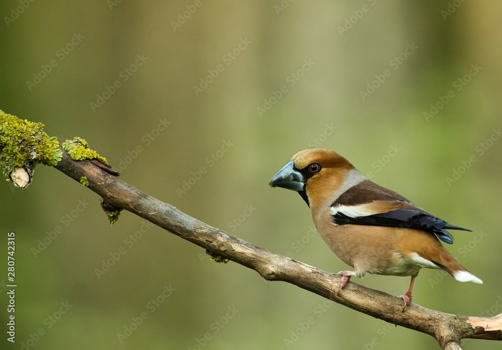 Hawfinch (Coccothraustes coccothraustes) sits on a dry tree branch