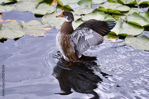 A Woodduck preening its feathers by bathing and splashing around  its wings.  summer plumage     Burnaby lake BC Canada photo