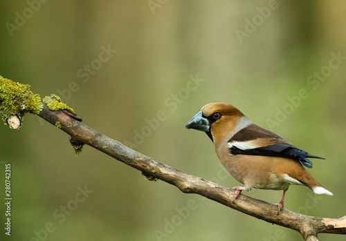 Hawfinch (Coccothraustes coccothraustes) sits on a dry tree branch © Tomasz Kubis