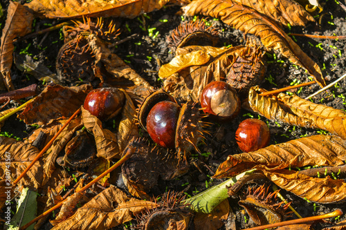 Chestnuts on the ground after falling from a tree. Bitter chestnuts are the seeds of Aesculus hippocastanum or horse chestnut and are not edible due to their bitter taste. Bitter horse chestnuts, open