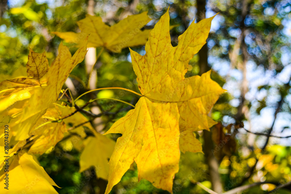 Autumn leaves turned yellow on a tree Autumn leaves turned yellow on a tree