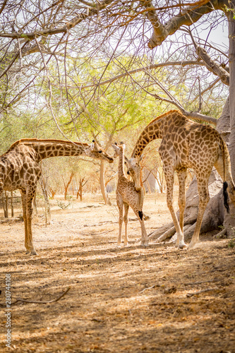 Giraffen safari wildlife 5
