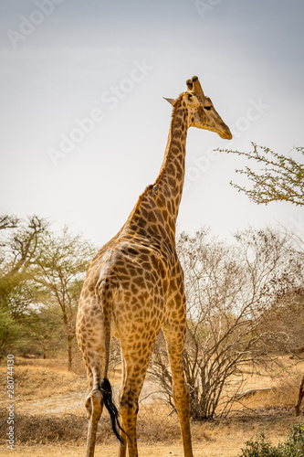 Photography Giraffen safari wildlife 3