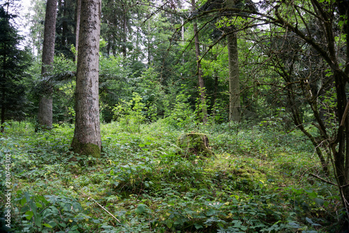 vermooster Waldboden mit Baumstumpf und Bäumen