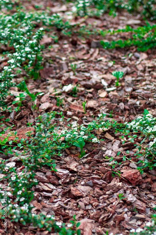 Mulching flower beds with natural pine bark portrait photo. Flowerbed