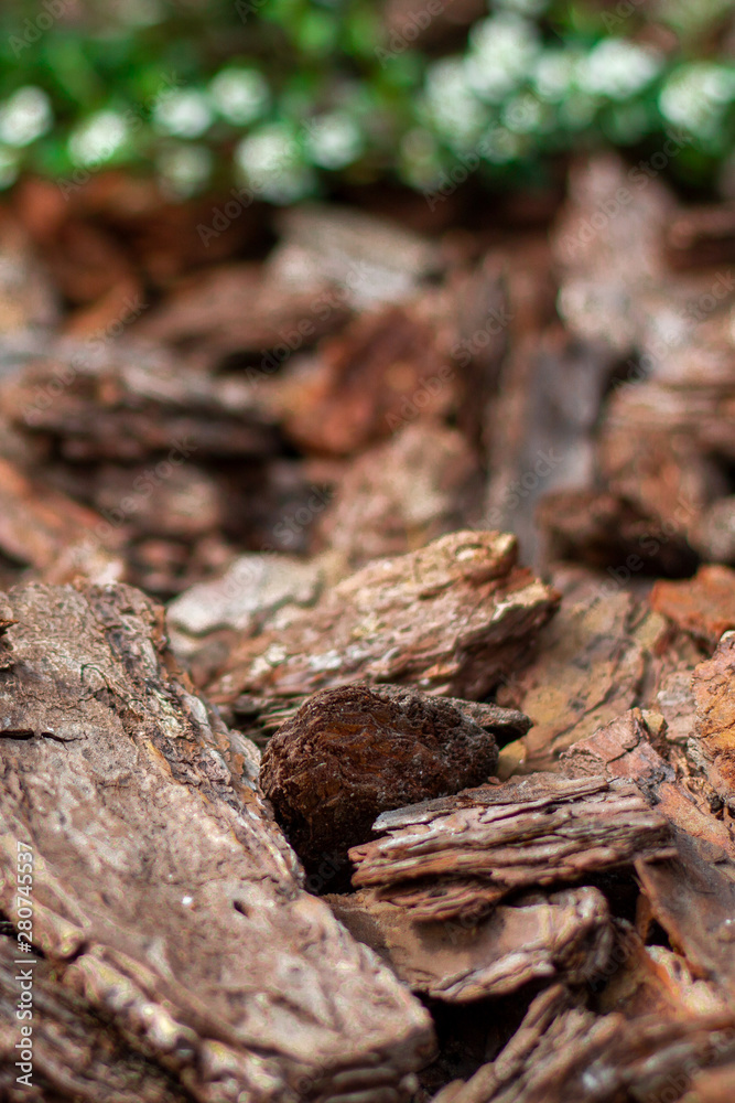 Pine mulch bark for decorating flower beds close-up with green plants. Portrait photo.