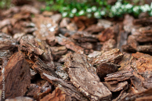 Pine brown mulch bark for decorating flower beds close-up with green plants on background. photo