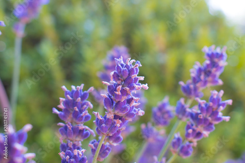Lavender flowers on blurred background