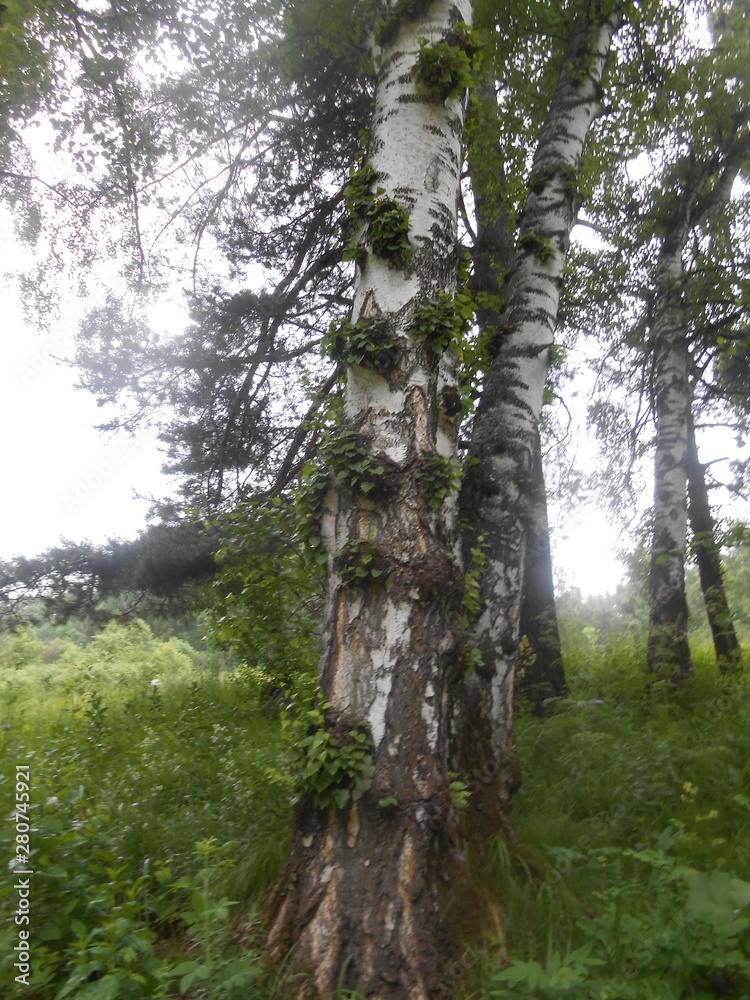 Fototapeta premium trees in the forest