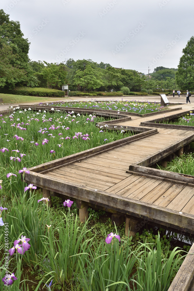 埼玉県富士見市 山崎公園（せせらぎ菖蒲園）