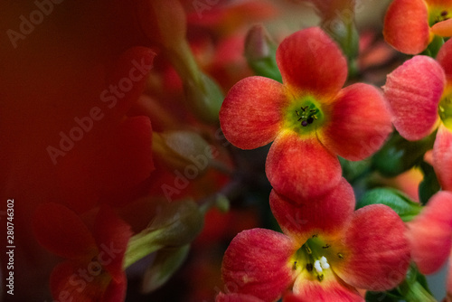 Red Daisy beautiful close up