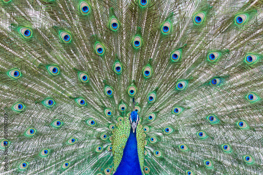 Fototapeta premium Stunning peacock with open wings showing all its blue eyes over green plumage.