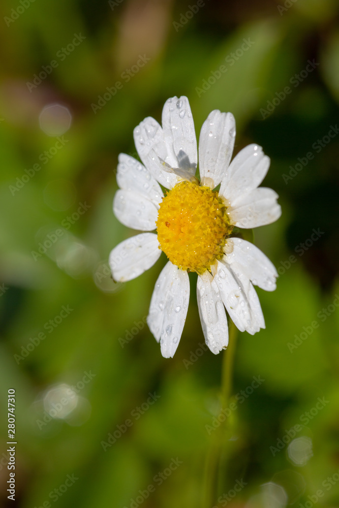 Fototapeta premium Wild Daisy after the rain