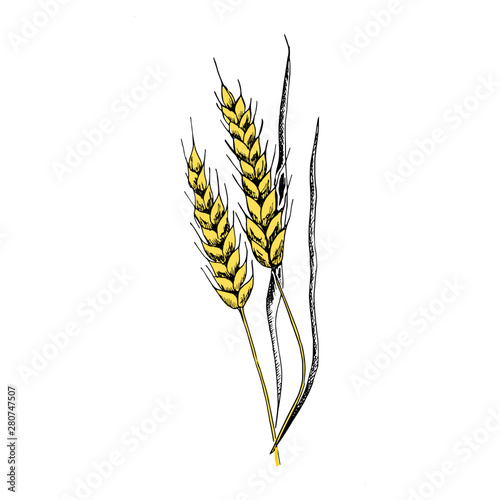 Wheat sketch. Hand drawn yellow spike of wheat. Sketch style vector illustration, isolated on white background. photo