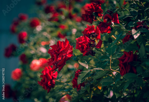 Rose © ghostdom