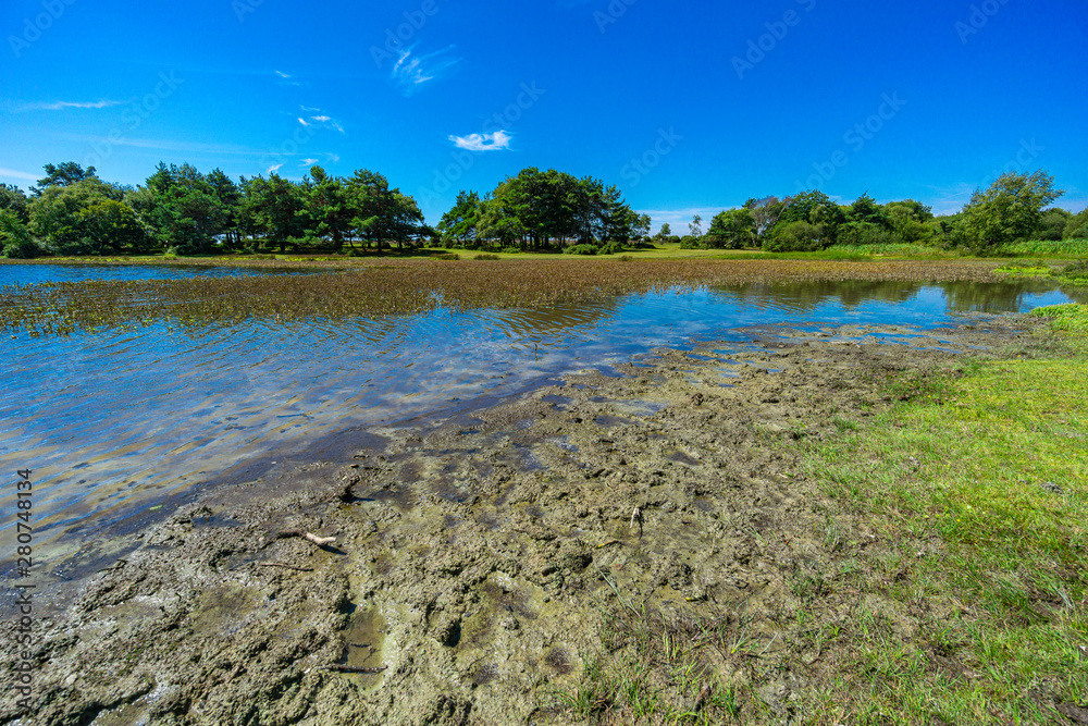 New Forest New Forest