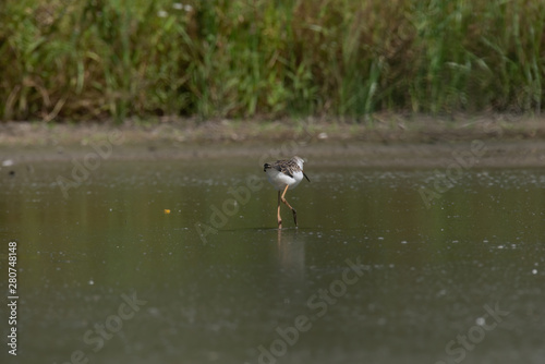 Black-winged Stilt (Himantopus himantopus)