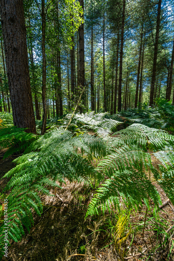New Forest New Forest