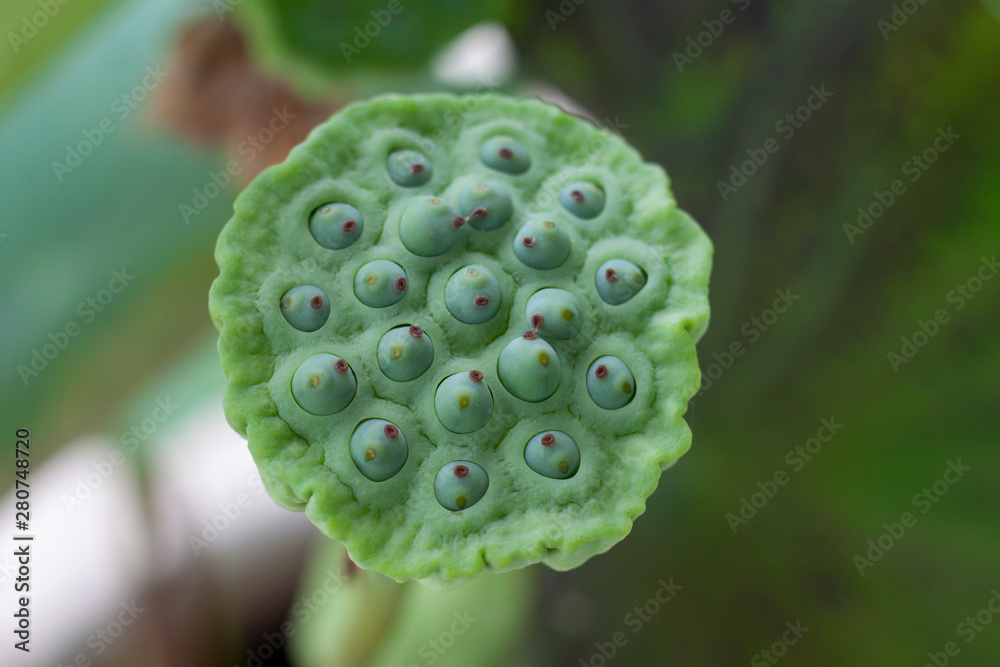 Lotus seed pods on blur nature background. Lotus seed pods on blur nature background.