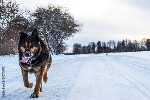 German Shepherd running towards the camera with his tongue out