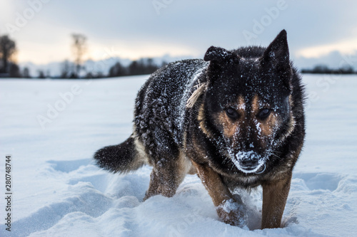 German Shepher with snowy nose
