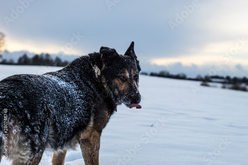 German Shepherd showing his tongue in the winter