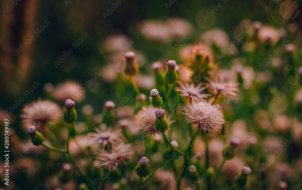 Obraz premium Meadow flowers