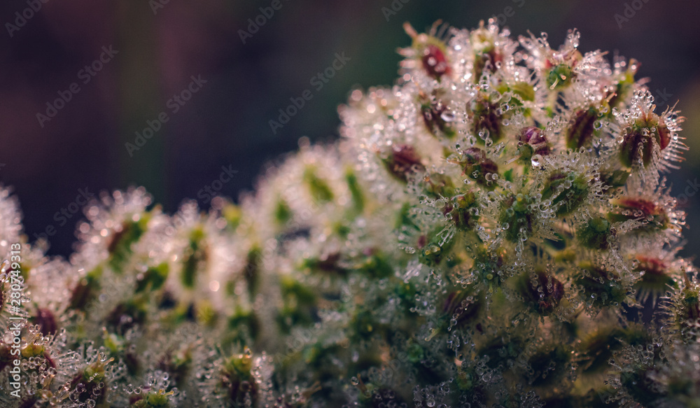Meadow flowers Meadow flowers