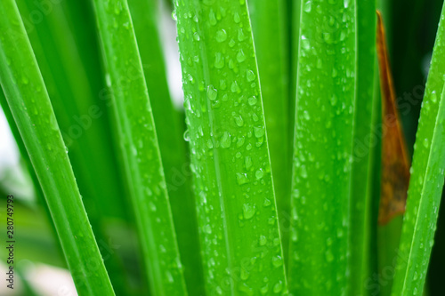 On a rainy day  rain drops on green leaves