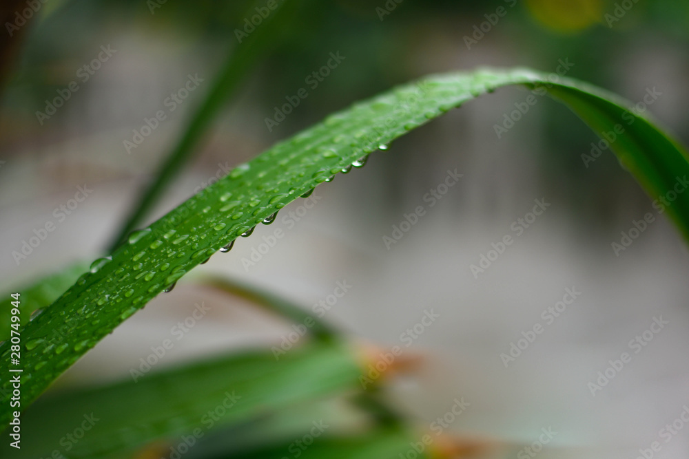 On a rainy day, rain drops on green leaves On a rainy day, rain drops on green leaves