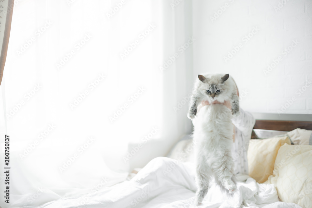 Closeup portrait of white fluffy kitten in woman hands. Pet care funny cat. Horizontal copyspace - obrazy, fototapety, plakaty 