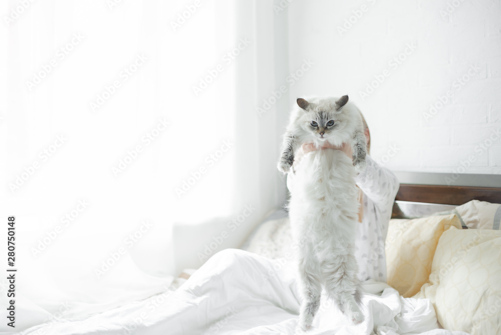 Closeup portrait of white fluffy kitten in woman hands. Pet care funny cat. Horizontal copyspace - obrazy, fototapety, plakaty 