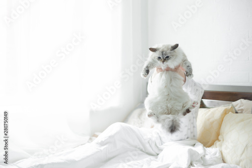 Closeup portrait of white fluffy kitten in woman hands. Pet care funny cat. Horizontal copyspace