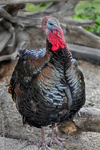 Turkey male in its enclosure