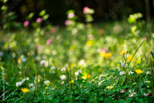 Dreamy bright summer background with lush green grass and colorful flowers. Lawn with flowering clover, selective focus.