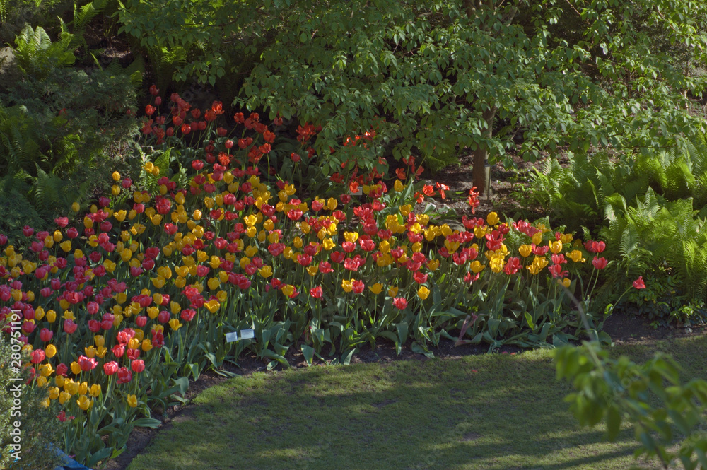 Fototapeta premium tulips
