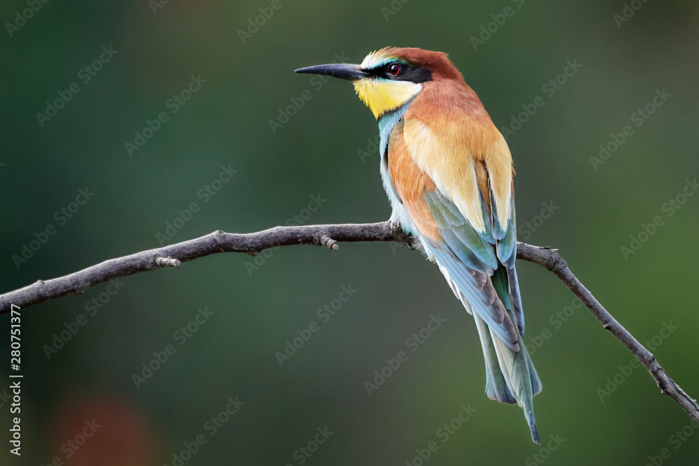 Obraz premium Merops apiaster - European bee-eater on small twig in green environment