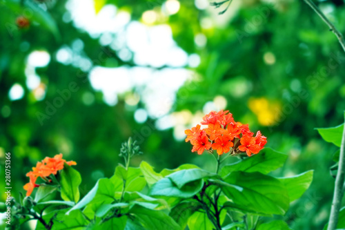 Geiger tree or cordia has red orange flowers and green garden photo