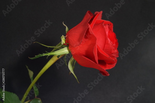 赤い　バラ　薔薇　ばら　一輪　黒バック　黒背景　マクロ　接写