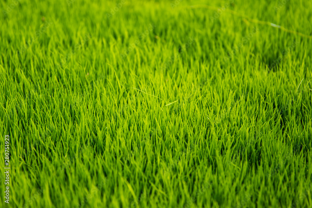 Green rice field Green rice field