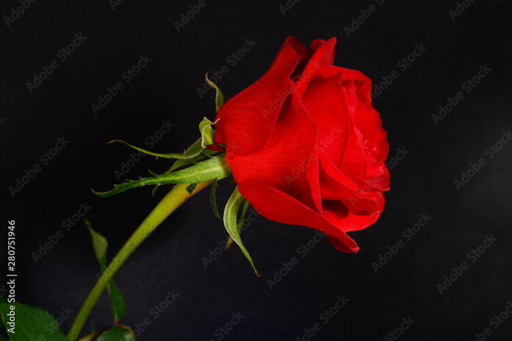赤い バラ 薔薇 ばら 一輪 黒バック 黒背景 マクロ 接写 ビビットカラー Stock Photo Adobe Stock