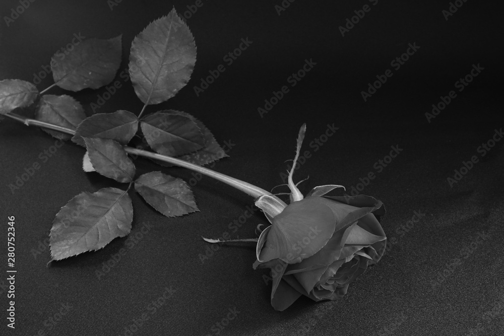 赤い バラ 薔薇 ばら 一輪 黒バック 黒背景 マクロ 接写 白黒 モノクロ Stock Photo Adobe Stock