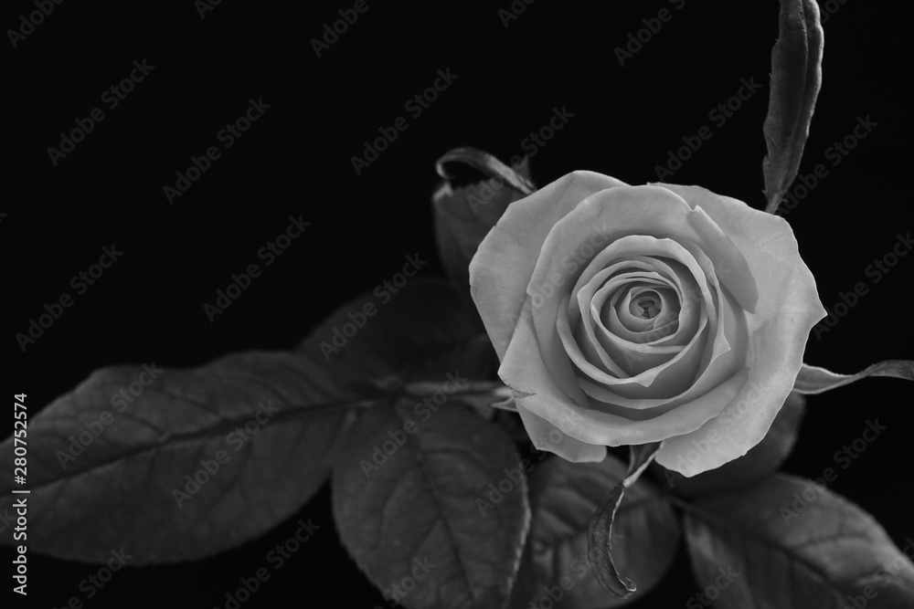 ピンク バラ 薔薇 ばら 一輪 黒バック 黒背景 マクロ 接写 モノクロ 白黒 Stock 写真 Adobe Stock ピンク バラ 薔薇 ばら 一輪 黒バック 黒背景 マクロ 接写 モノクロ 白黒 Stock 写真 Adobe Stock